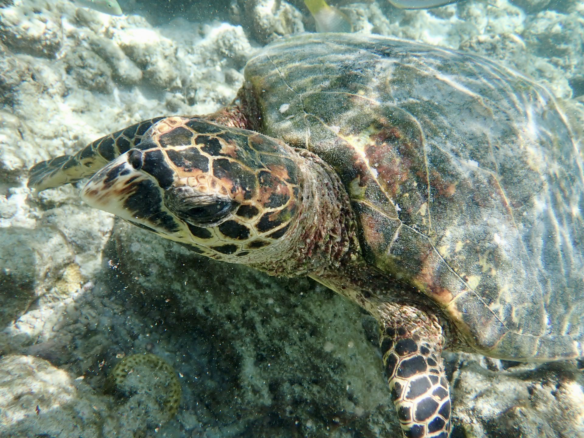 The Turtle Instinct