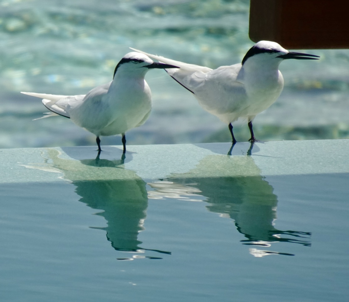 Quantum entanglement in seabirds