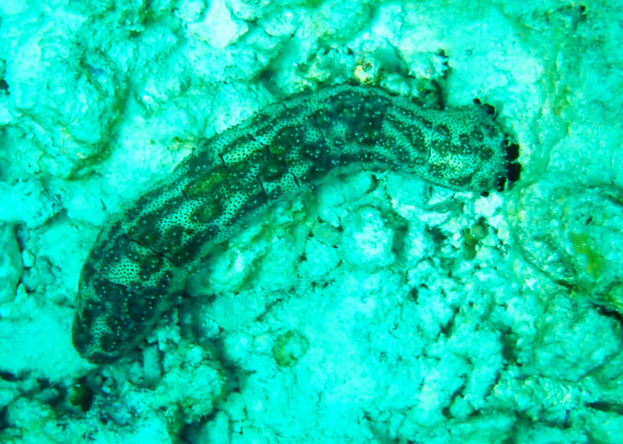 The “immortal” sea cucumber