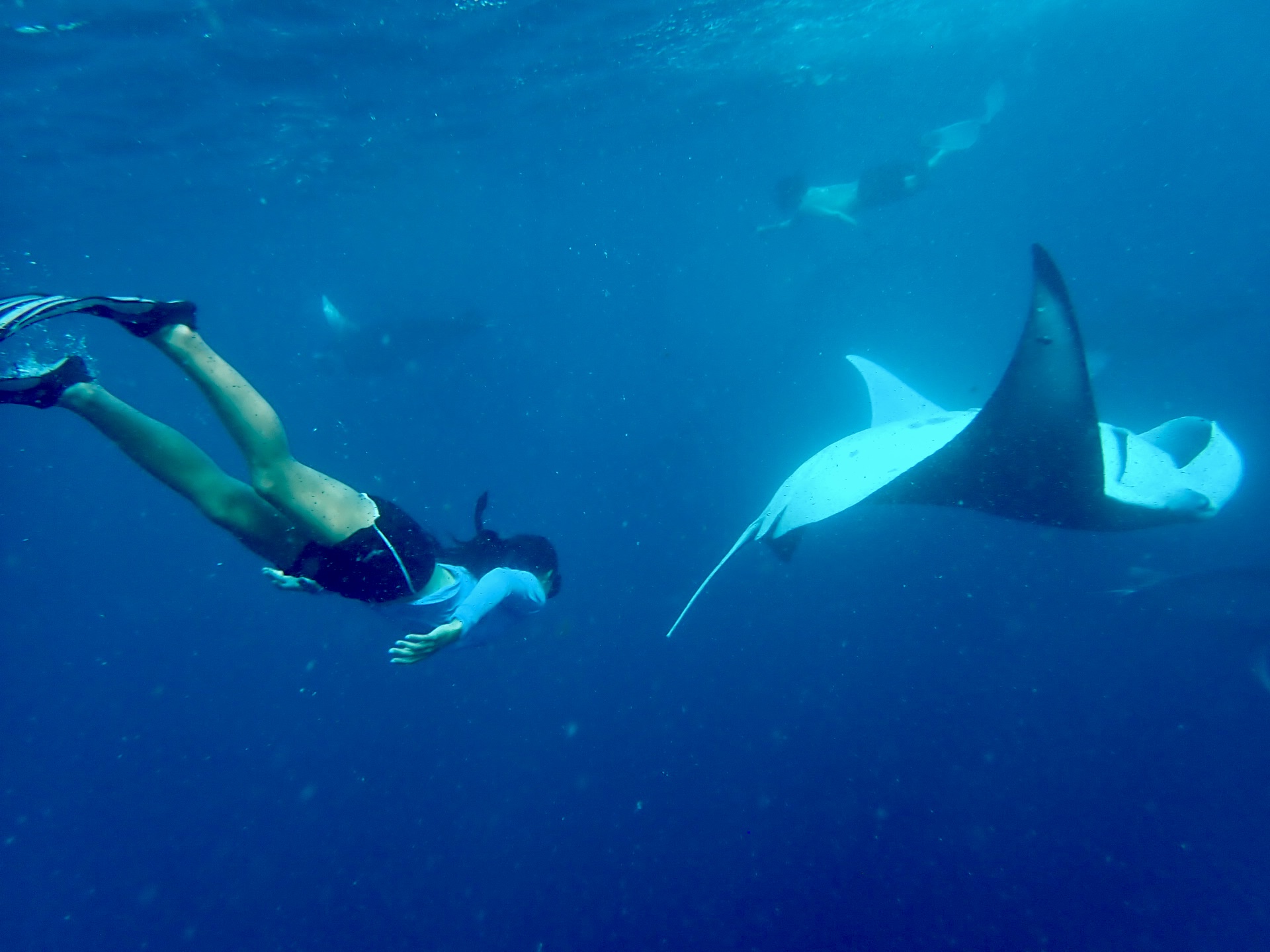 Wild About Science…and Giant Mantas!