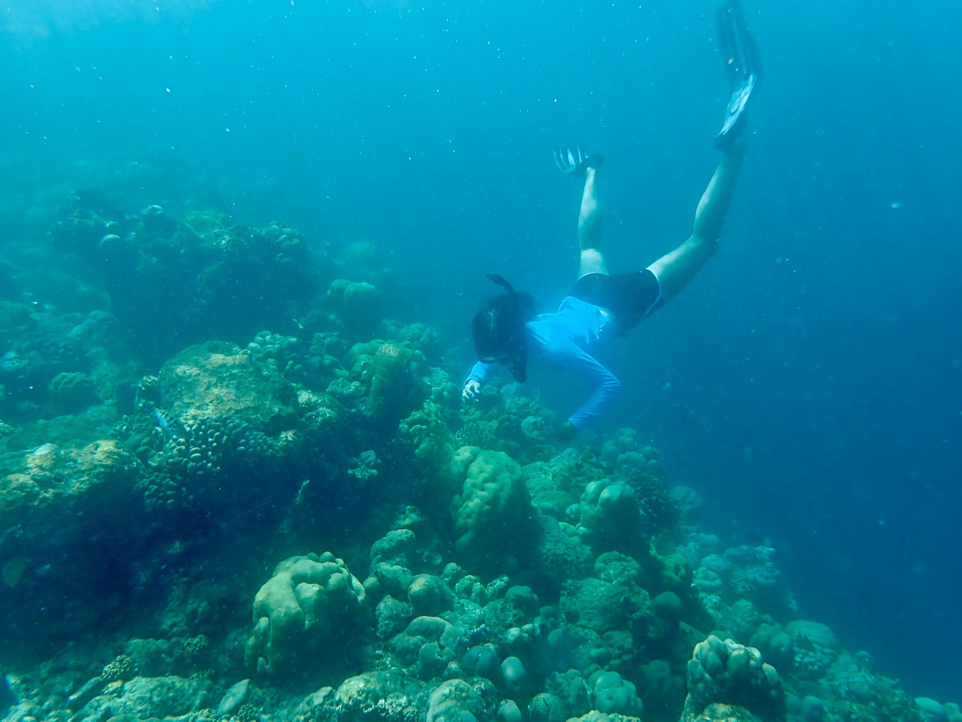 Quantum biology in coral reefs