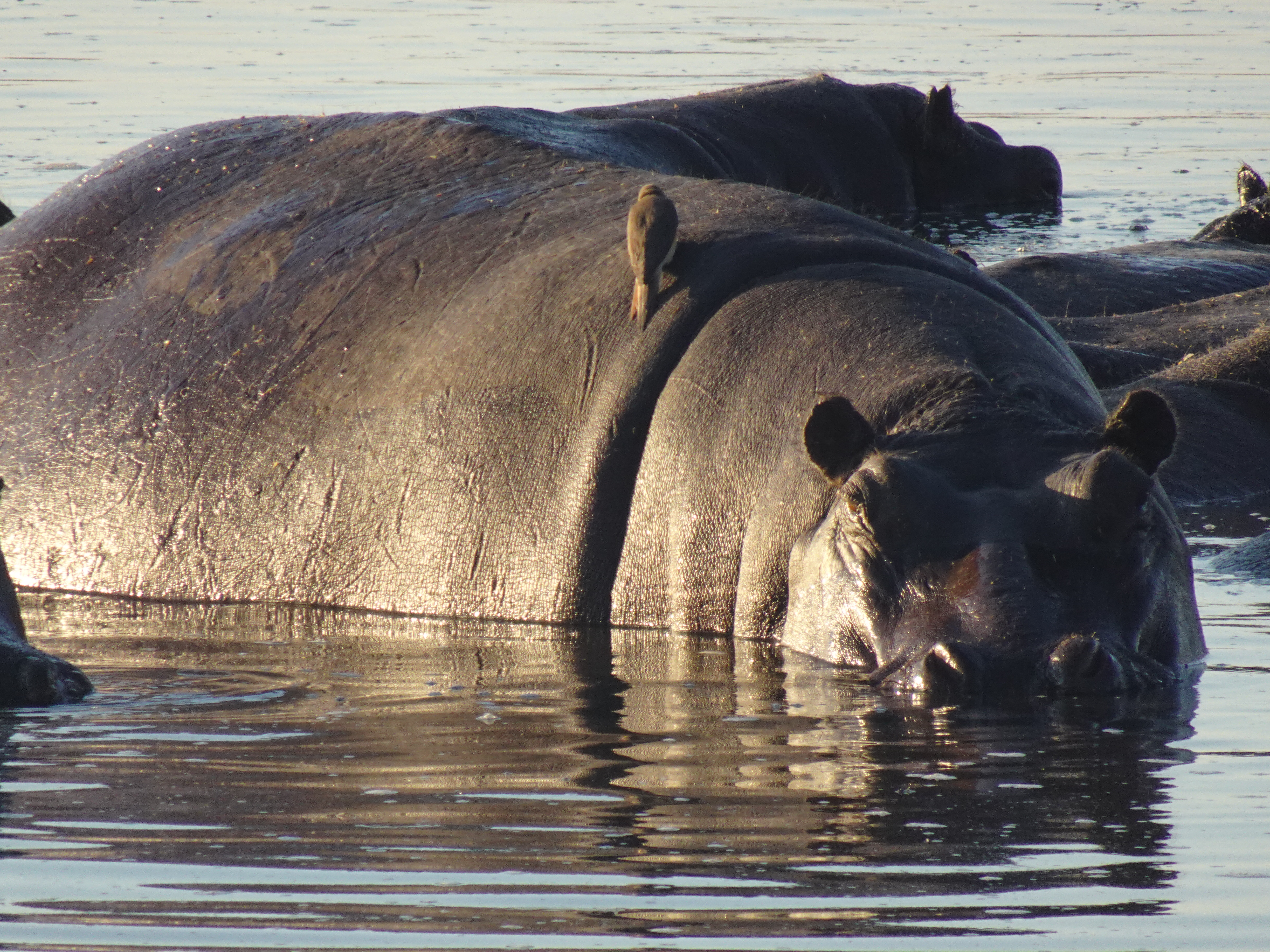 The Hungry, Hungry Hippo…and “Blood Sweat?”