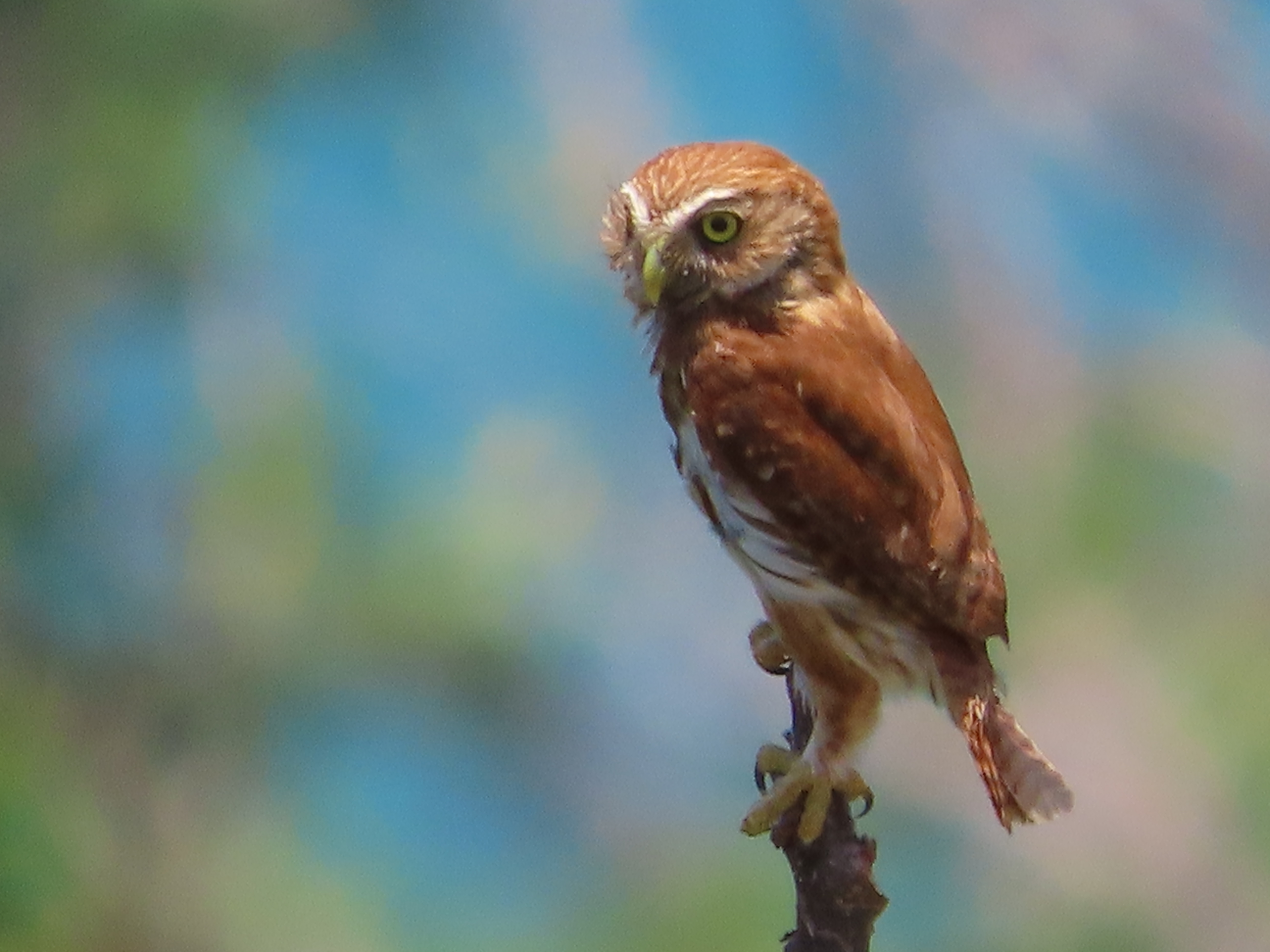 The Silent Hunter–Exploring the Acoustic Stealth of Owls