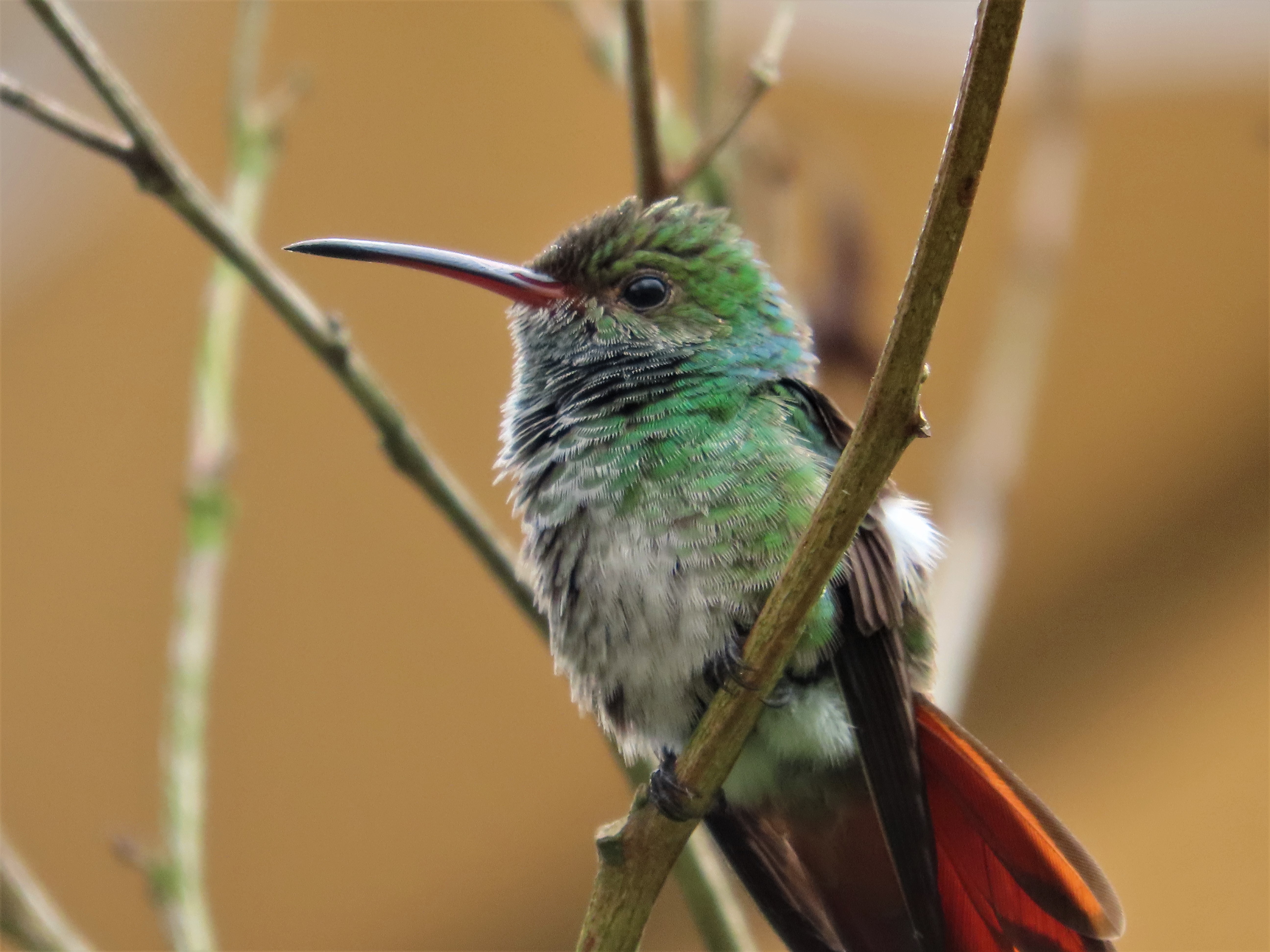 The Quantum Engine Inside Hummingbirds