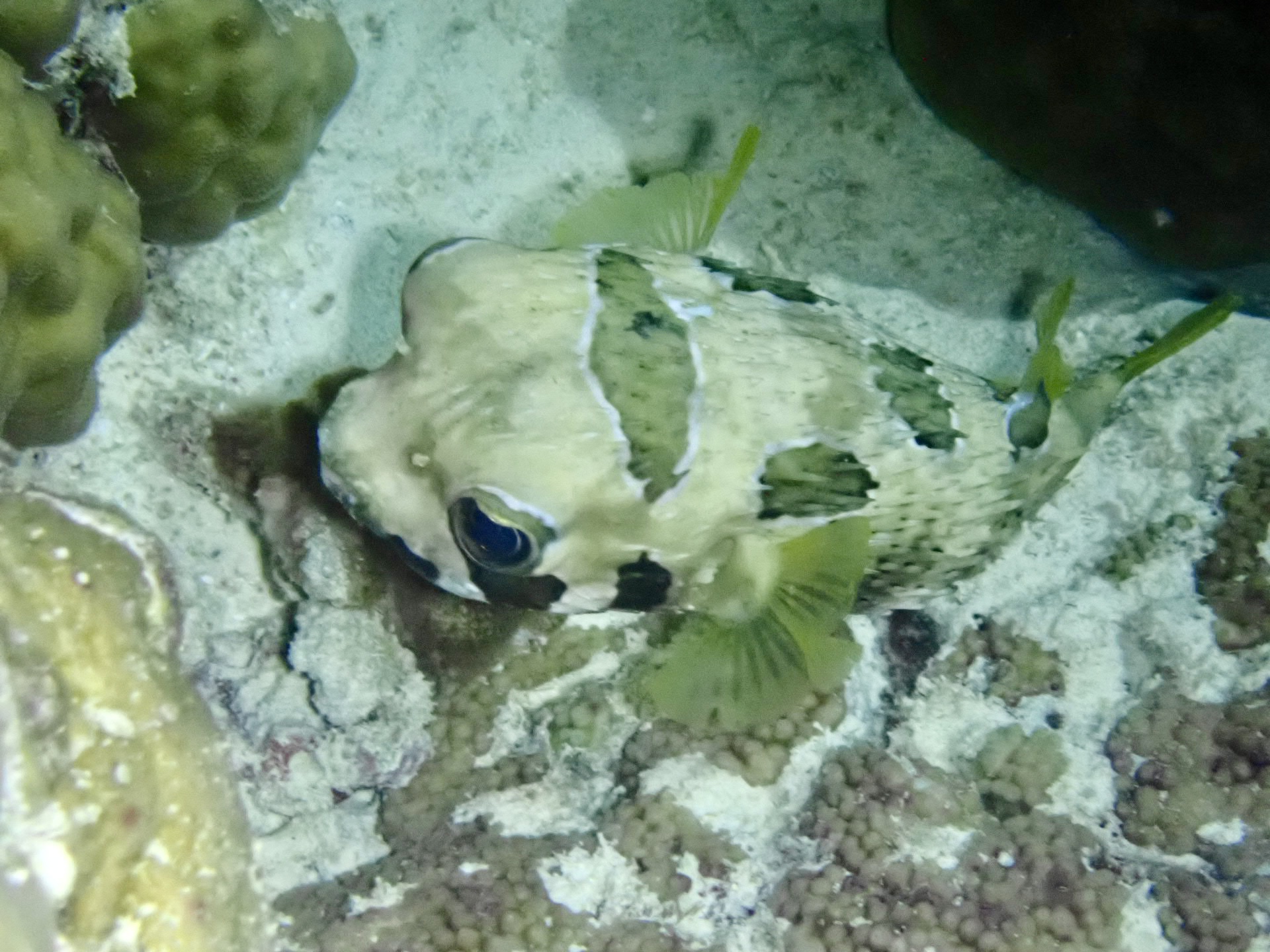 How to Build a Porcupinefish